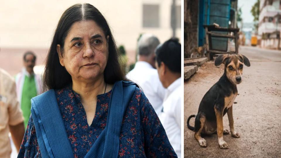 Maneka Gandhi criticises Supreme court 
