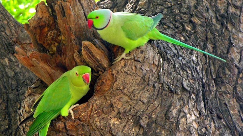 200 parrots die due to food poisoning in Madhya Pradesh