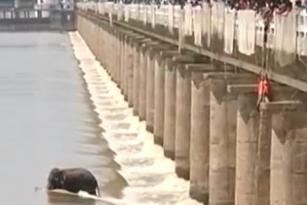 reporterdiesduringlivecoverageofelephantstuckinodishariver