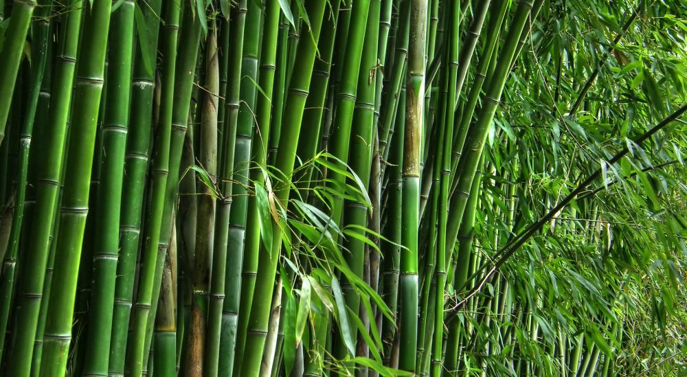 maharashtraplans10000hectaresofbambooplantationsforclimateaction