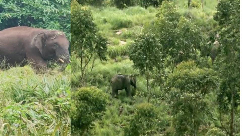 Wild Elephant Herd Enters Vizianagaram from Manyam