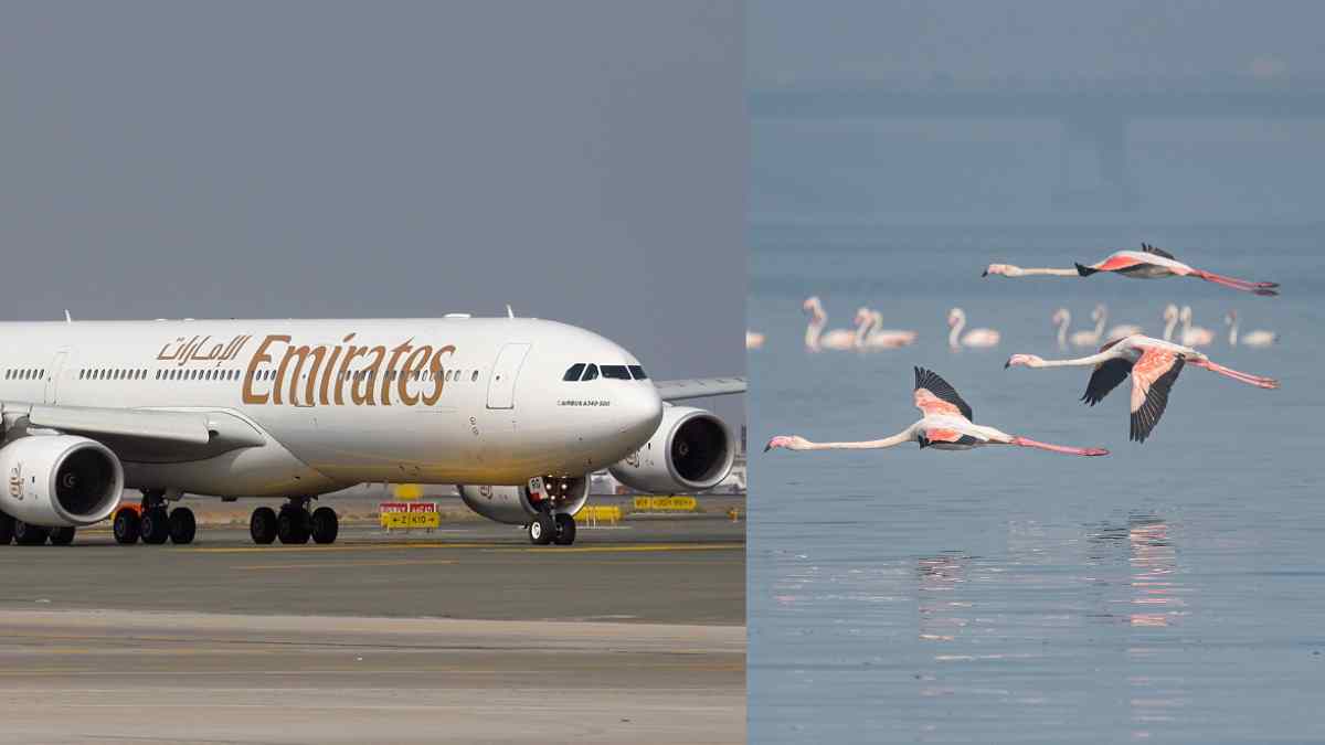 36 Flamingos hit Emirates flight at Mumbai’s Ghatkopar, aircraft grounded