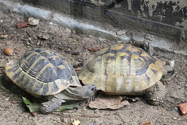 assamriflesseizestortoisesreptilesinmizoram