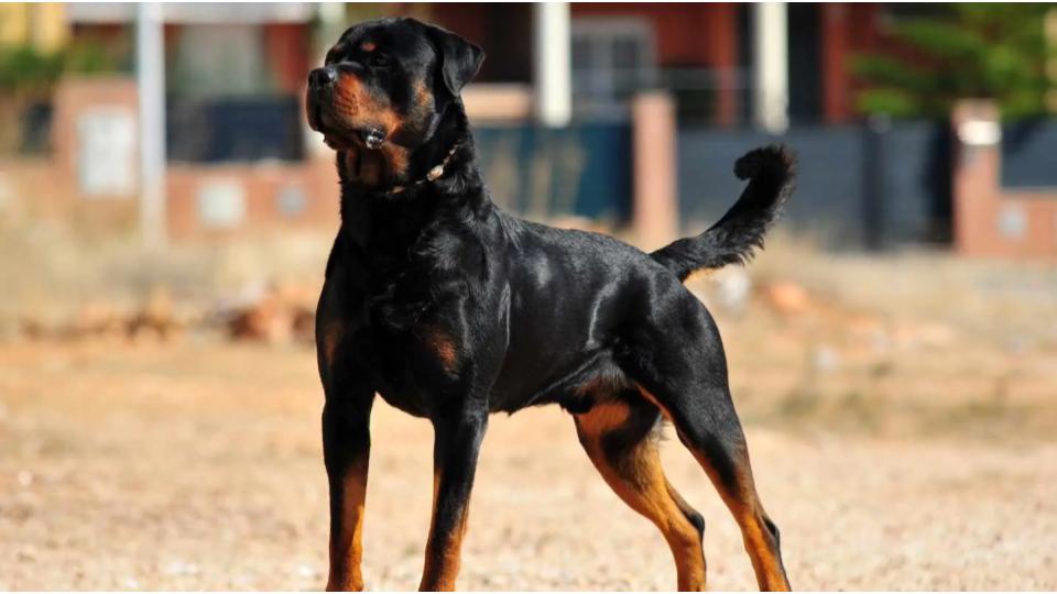 Greater Chennai Corporation Bans Rottweiler, Pit Bull Dogs