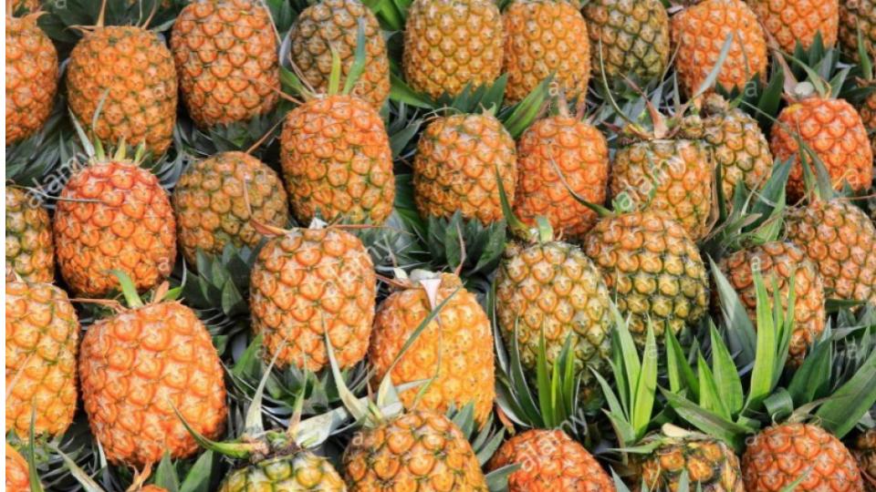 tripuracmgifts500kgofqueenpineapplestobangladeshpm