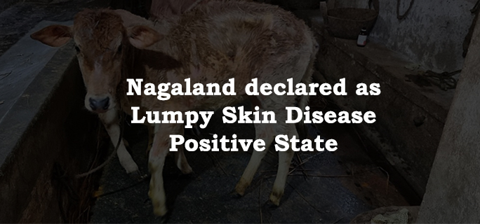 nagalandofficiallydeclaredaslumpyskindiseasepositivestate
