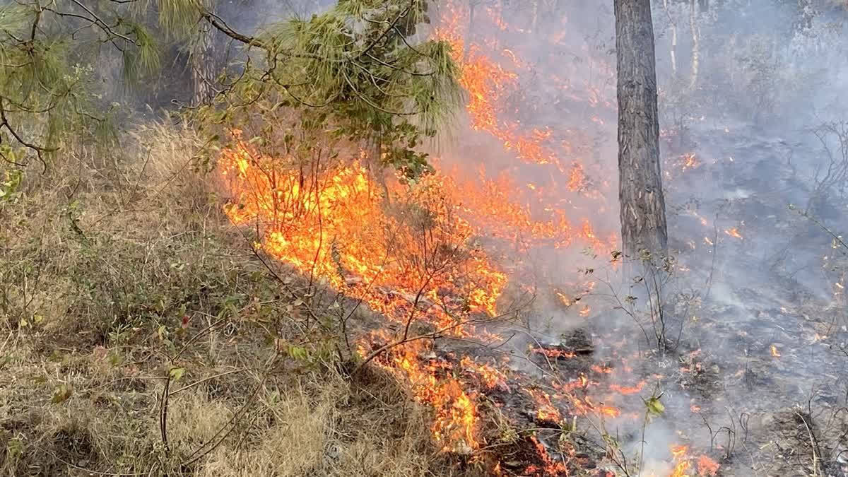massivefireatbinsarwildlifesanctuaryuttarakhand
