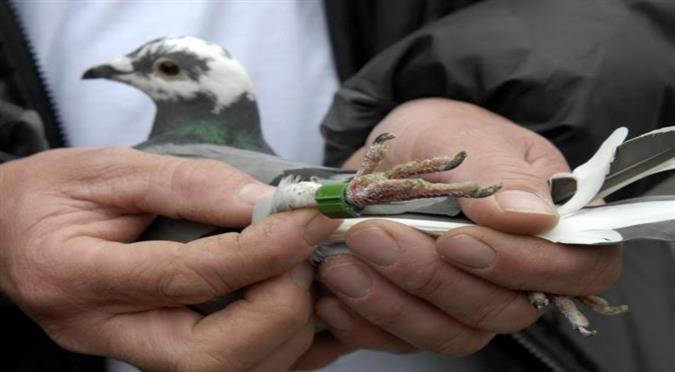 pigeonwithchinesenumberscreatesaflutteronarunachalborder