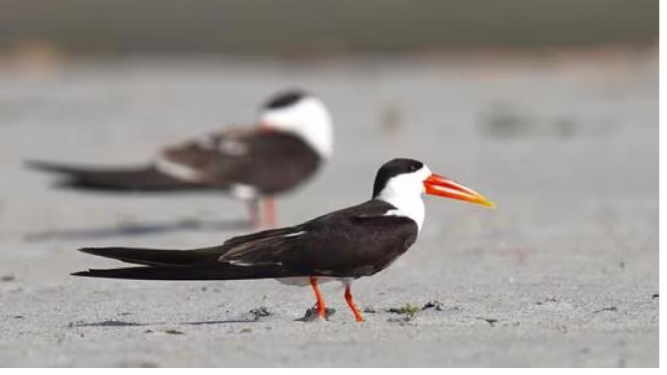 Govt Approves Project To Protect Breeding Habitats Of Sandbar-Nesting Birds