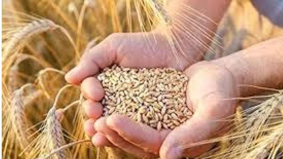 Centre Govt Approves 25 Lakh Tons of Wheat Exports
