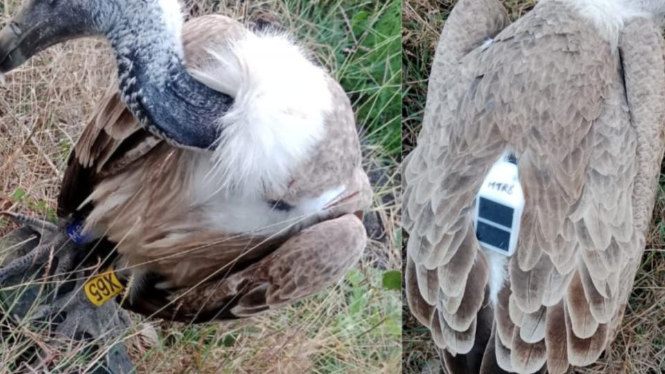 Tagged vulture found exhausted Gotyal village in Karnataka