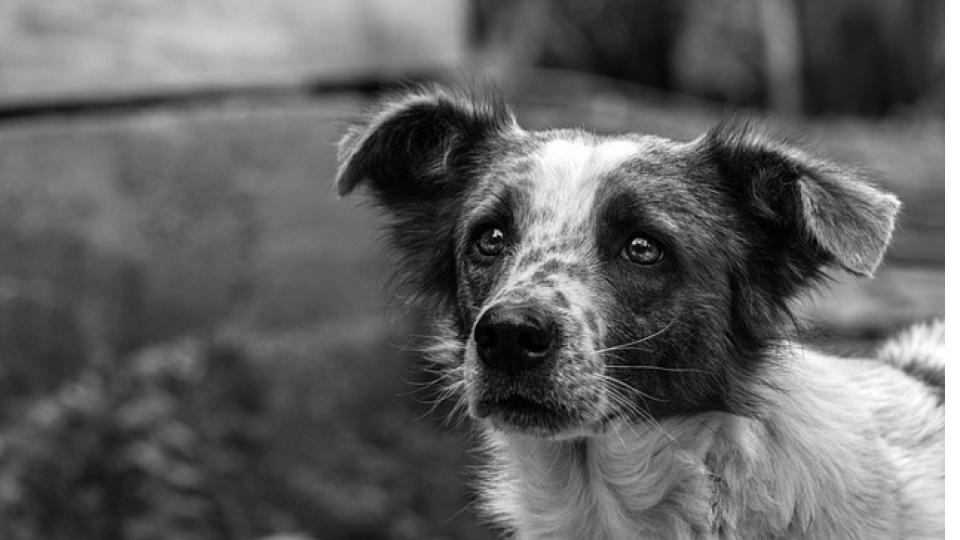 Elderly man booked for sexually abusing dog in Maharashtra
