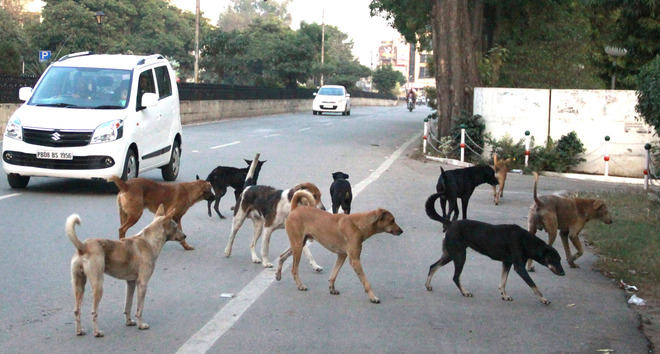 keralatoseeknodofthesctokilldangerousstraydogsamidgrowingcasesofdogbites