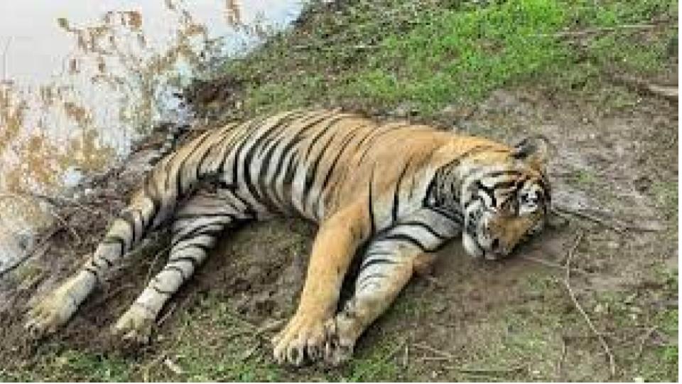 villagersstonetigertodeathdayafterhe‘kills’shepherdinrajasthan