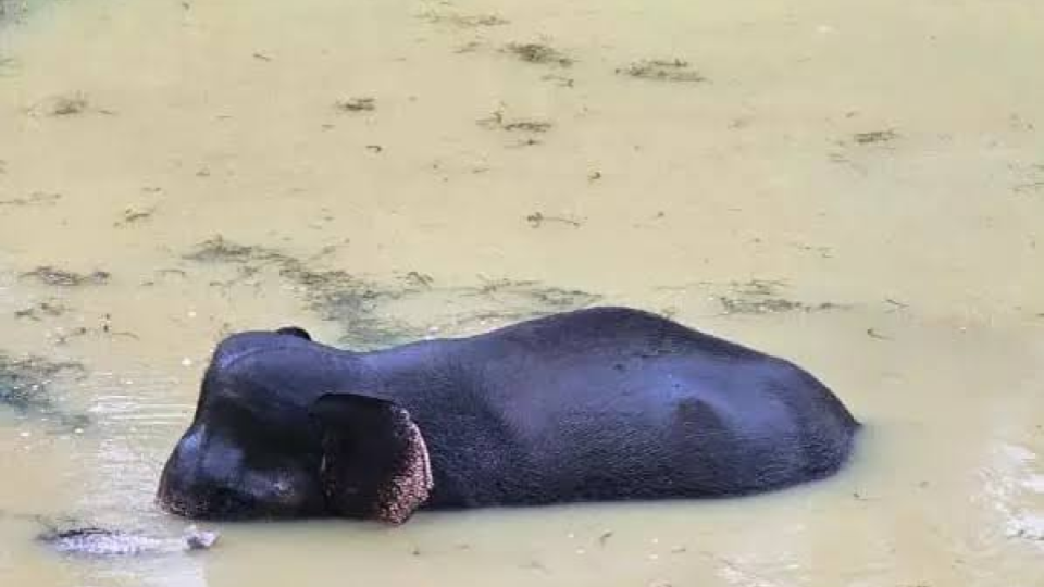Elephant Stays In Water More Than A Day In Kodagu, vets to examine