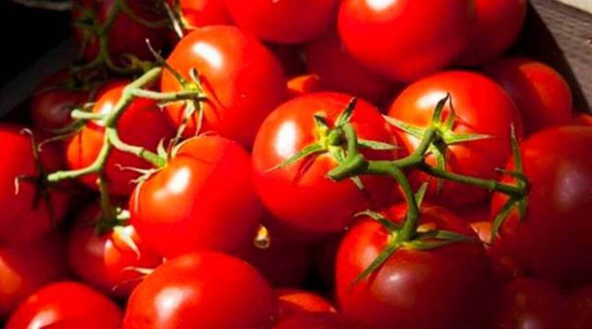 nccftoselltomatoesindelhincratdiscountedratefromfriday