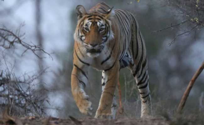 tigerdeathsincreasedby25%in2016:environmentminister