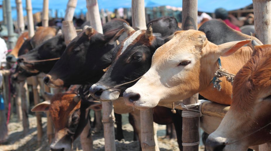 publicslaughterofbull:8iycworkersarrested