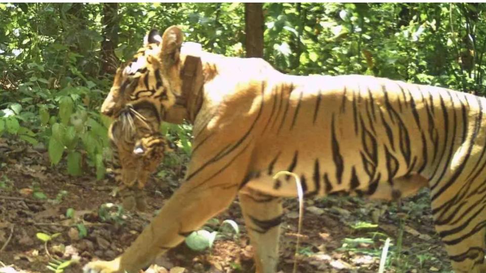 tigresszeenatgivesbirthtofourcubsinsimilipaltigerreserve