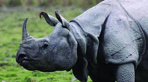 greatonehornedrhinocerospopulationinwestbengalincreasesto392