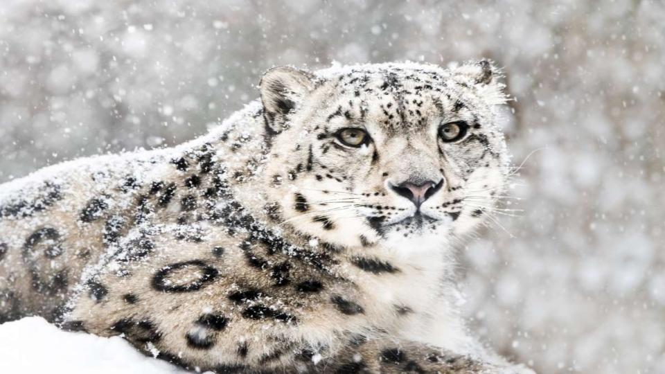 Ladakh Greenlights Conservation Body for Snow Leopards and Fragile High-Altitude Habitats
