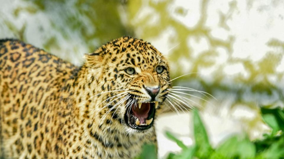 Suspected leopard attack leaves 16 sheep dead in Budgam