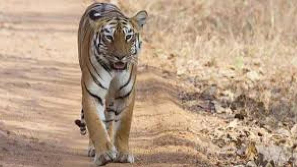 tigerfounddeadinmp?sbandhavgarhreserve