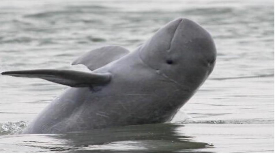 Dolphins found near Rushikulya river mouth in Odisha