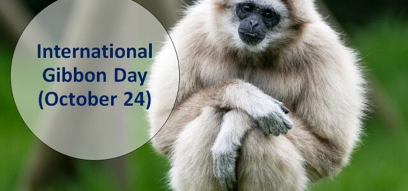 assamcelebratesworldgibbondayintinsukiadistrict