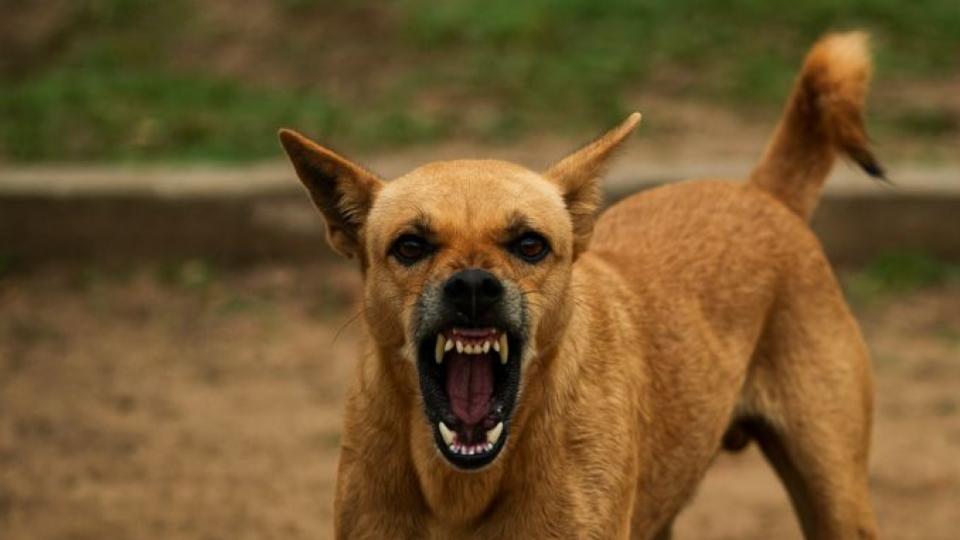 boycriticallyinjuredwhiletryingtofendoffdogsinodisha
