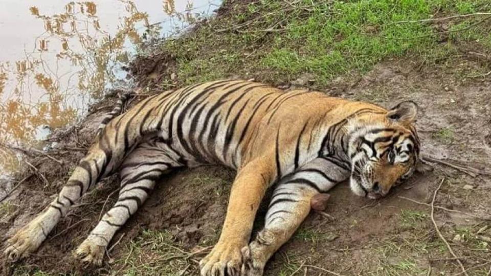 Two arrested for tiger’s death in Nallamalla forests, AP