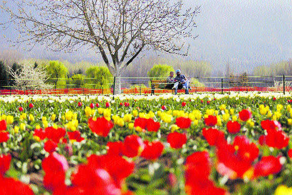 tulipgardensanasarrecordsvisitofover53000tourists