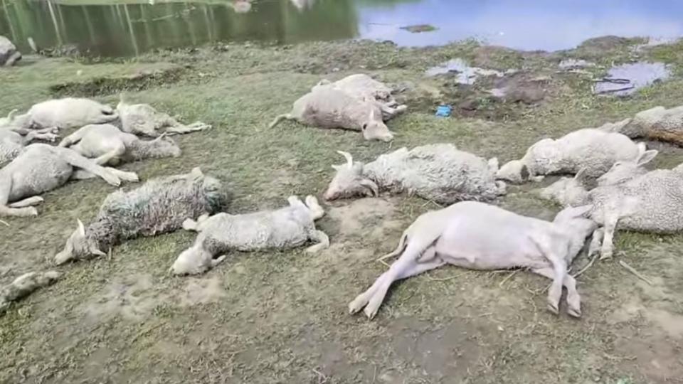 around90sheepgoatsdieinovernightstormincentralkashmir