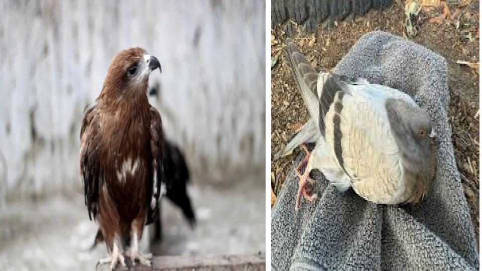 dehydratedeaglescollapsingpigeonsreportedacrossdelhi