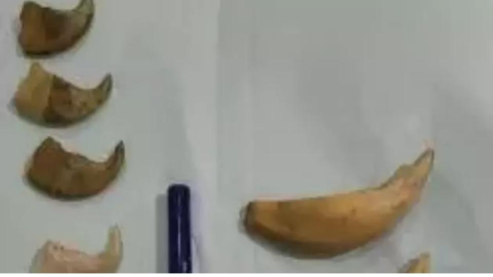 3 people held for Possessing Tiger Nails in Andhra