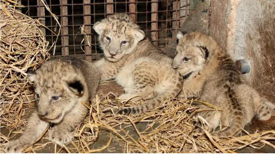 Lion gives birth to 4 cubs at Etawah Lion Safari in UP