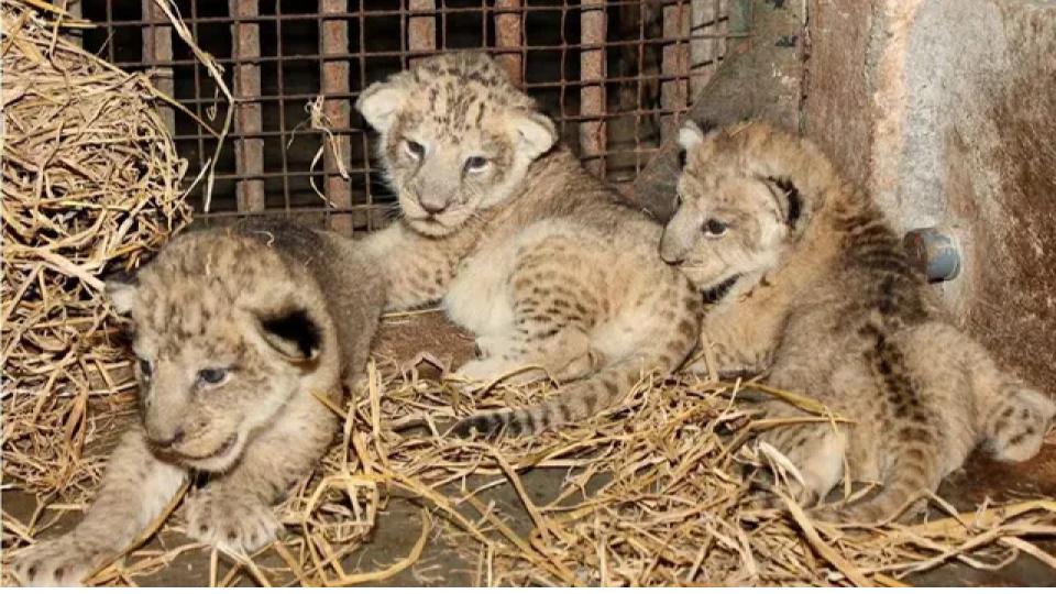 liongivesbirthto4cubsatetawahlionsafariinup