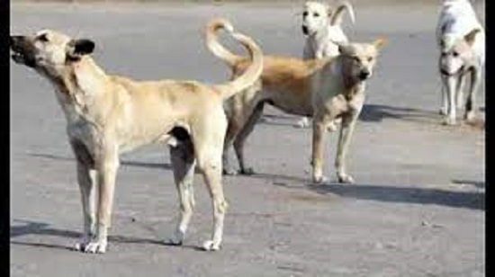 fiveyearoldboymauledtodeathbystraydogsassisterwatchedhorrificsightinnagpur