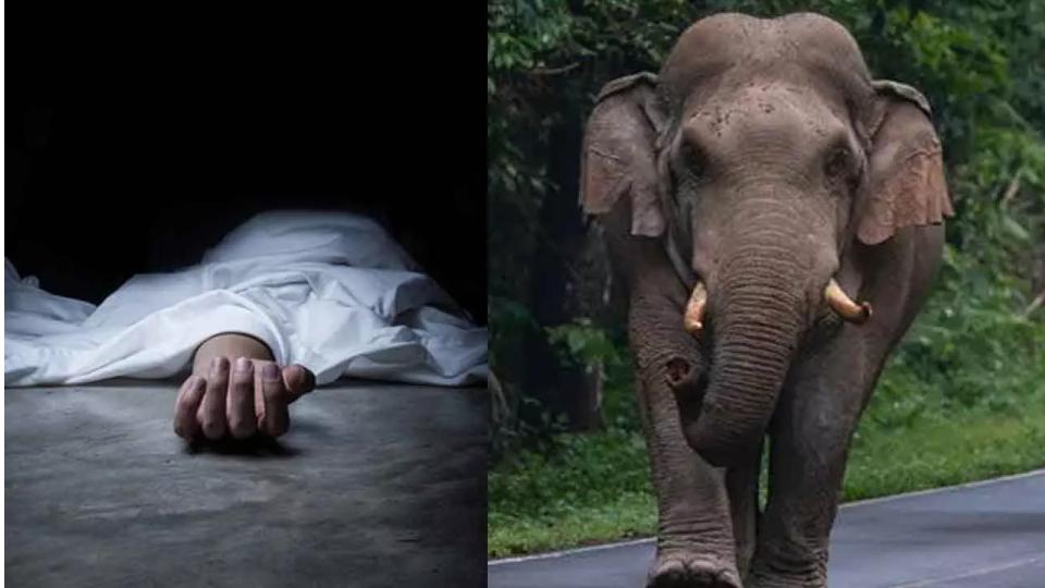 21 year old man trampled to death by elephants in Jharkhand