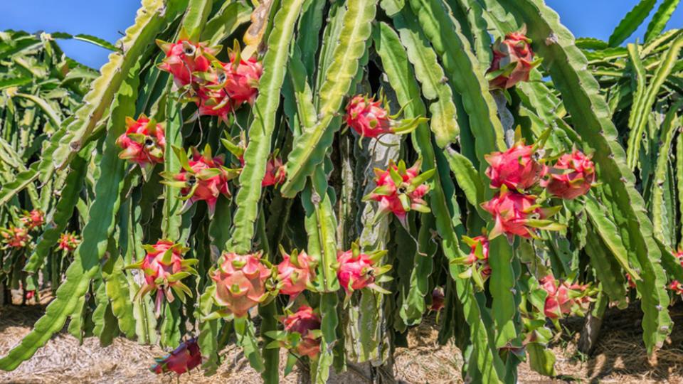 Dragon Fruit Cultivation Gets Subsidy In Vellore, TN