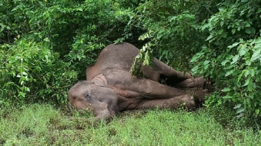 elephantfounddeadinwestbengalsjalpaiguri