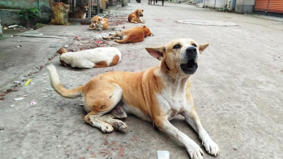 Stray Dog Attacks 16 People in Two Days in Nellore, Andhra