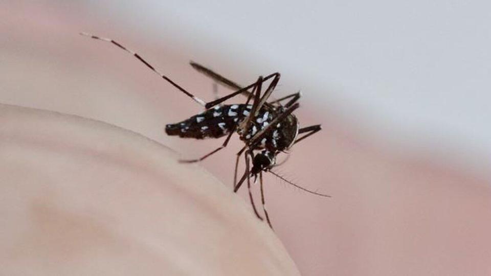 Odisha demands 1.56 cr mosquito nets from Centre