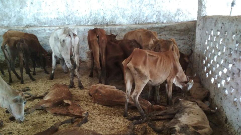 over200cowsstarvetodeathincowshelterownedbybjpleaderinchhattisgarh