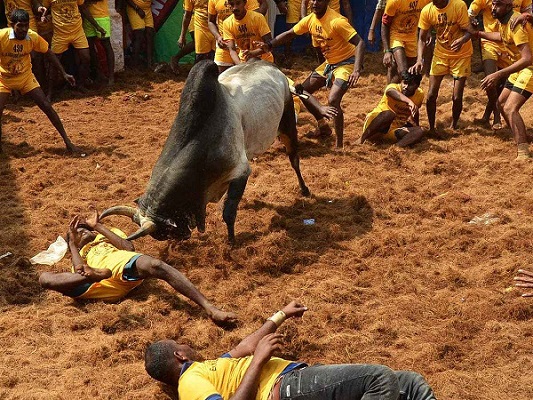 seconddeathcausedduringthebulltamingcompetition27yearolddiedatjallikattueventintamilnadu