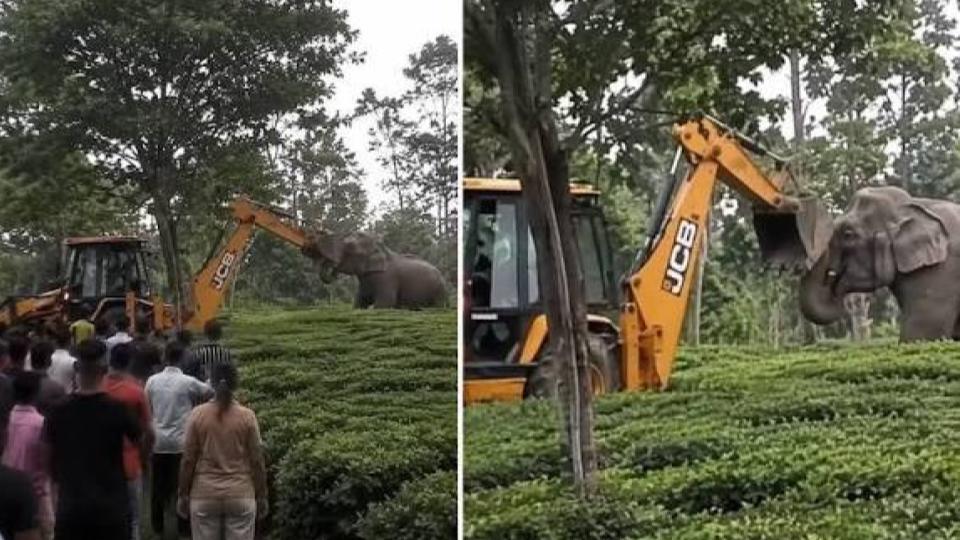 Elephant stands before earthmover to protect forest in Assam