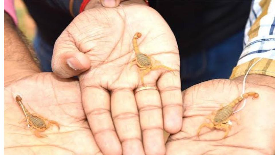 Devotees Offer Scorpions at Kodumuru Temple, AP