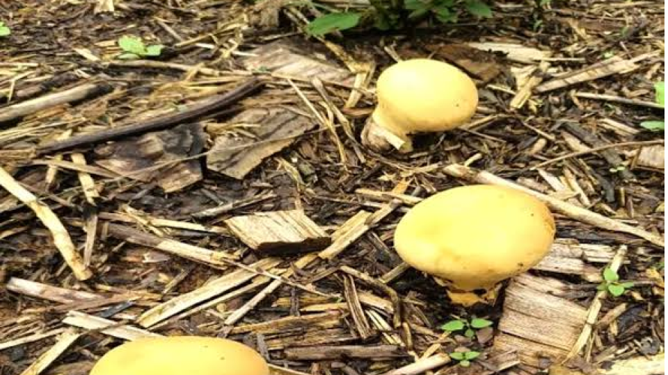 Rare yellow puffball mushroom found in Arunachal Pradesh