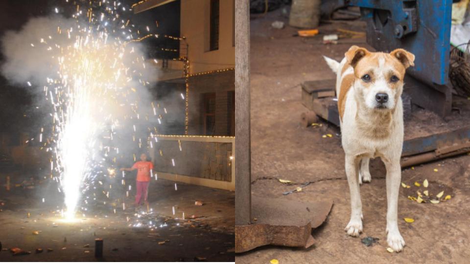 animalprotectionorganisationsurgecitizenstocelebrate“animalfriendlydiwali”