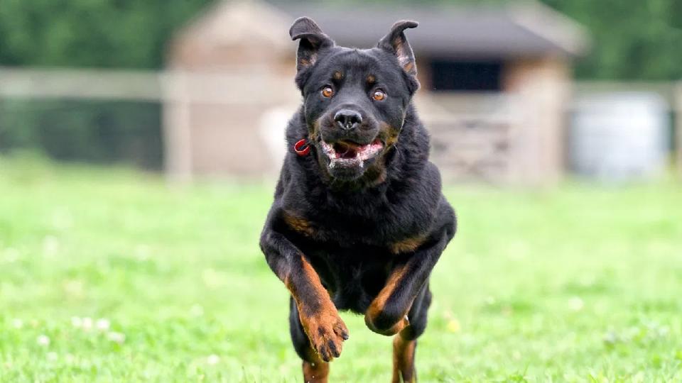 centrebans23breedsofdogsconsideredferocious